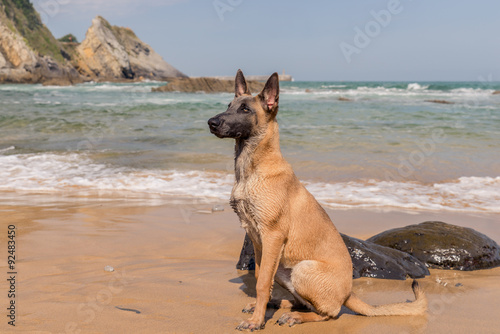 Belgian Malinois dog sitting in the beach, sunny day