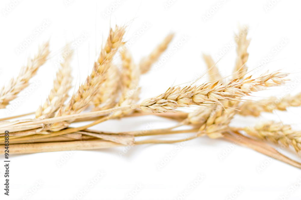 Artistic selective focus of ear of wheat isolated on white backg Artistic selective focus of ear of wheat isolated on white backg