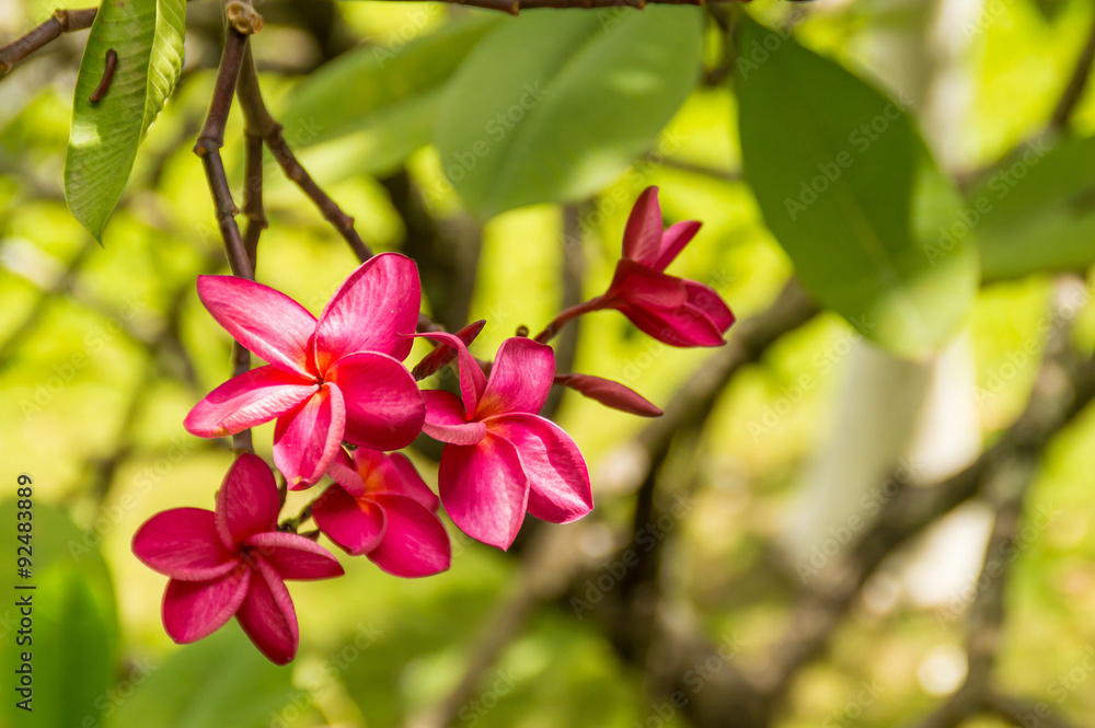 Obraz premium Pink violet tropical flowers on a tree