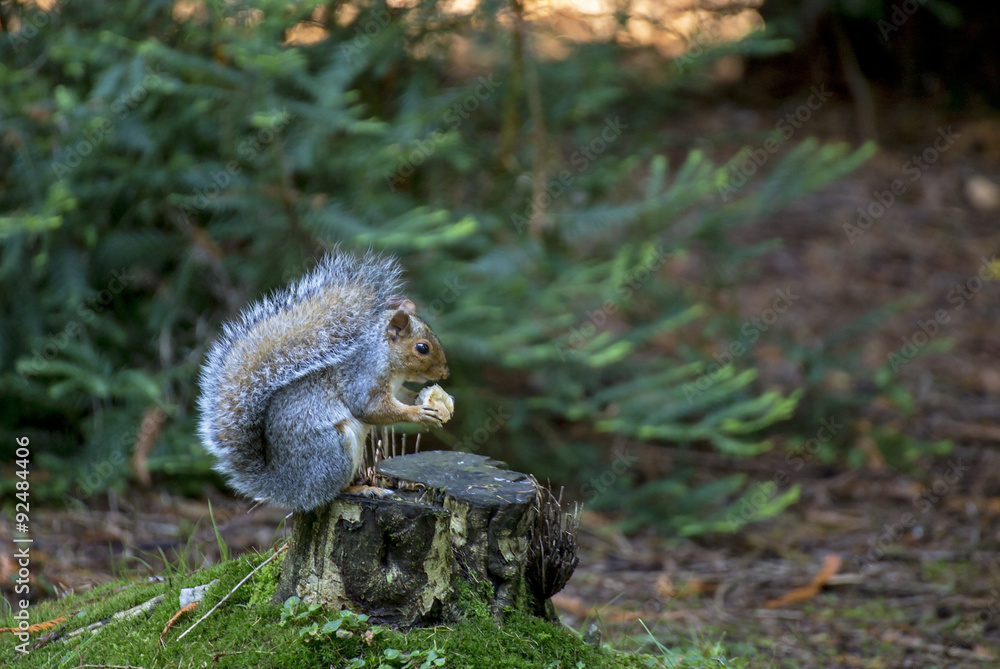 Obraz premium Squirel