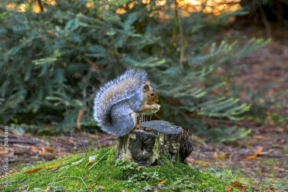 Obraz premium Squirel