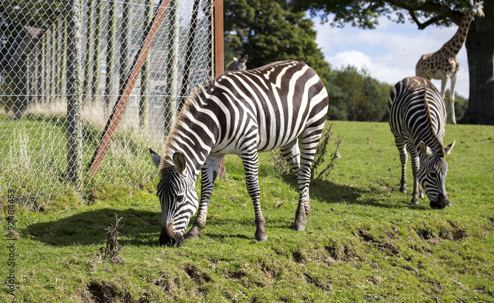 Obraz premium Zebra