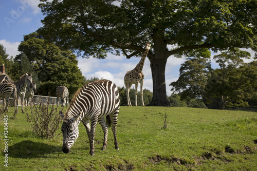 Zebra photo