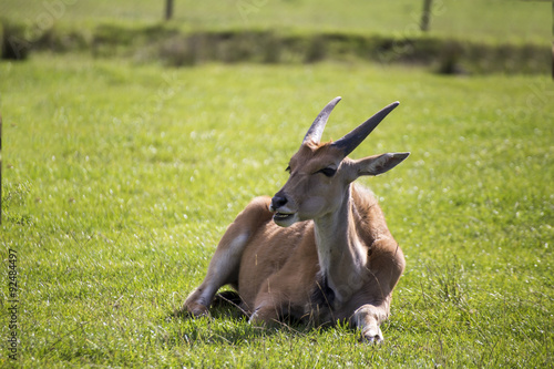 Eland animal