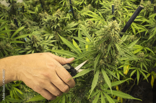 Man with Scissors Trimming Marijuana Plant