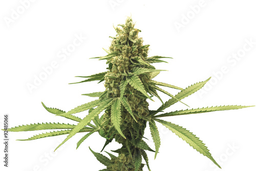 Mature Marijuana Plant with Bud and Leaves Isolated with White Background
