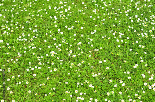 Fototapeta Naklejka Na Ścianę i Meble -  Pattern of green grass with tiny white flowers.