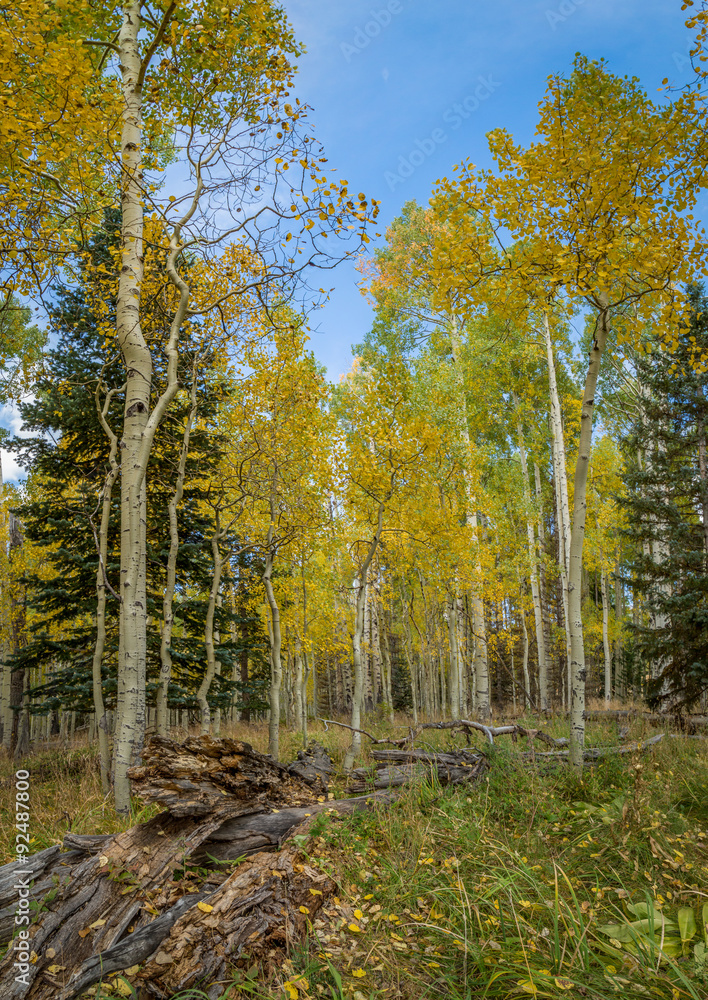 Fototapeta premium Fall tree landscapes