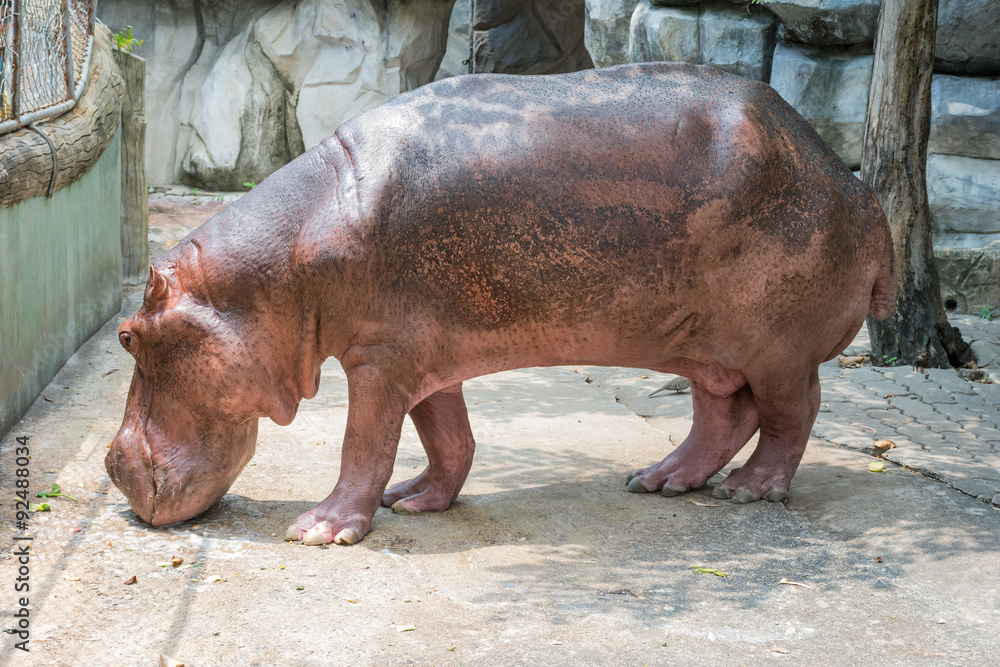 Pink Hippopotamus in Its Case Pink Hippopotamus in Its Case