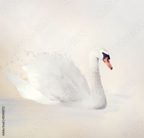 Fototapeta Naklejka Na Ścianę i Meble -  White Swan Watercolor