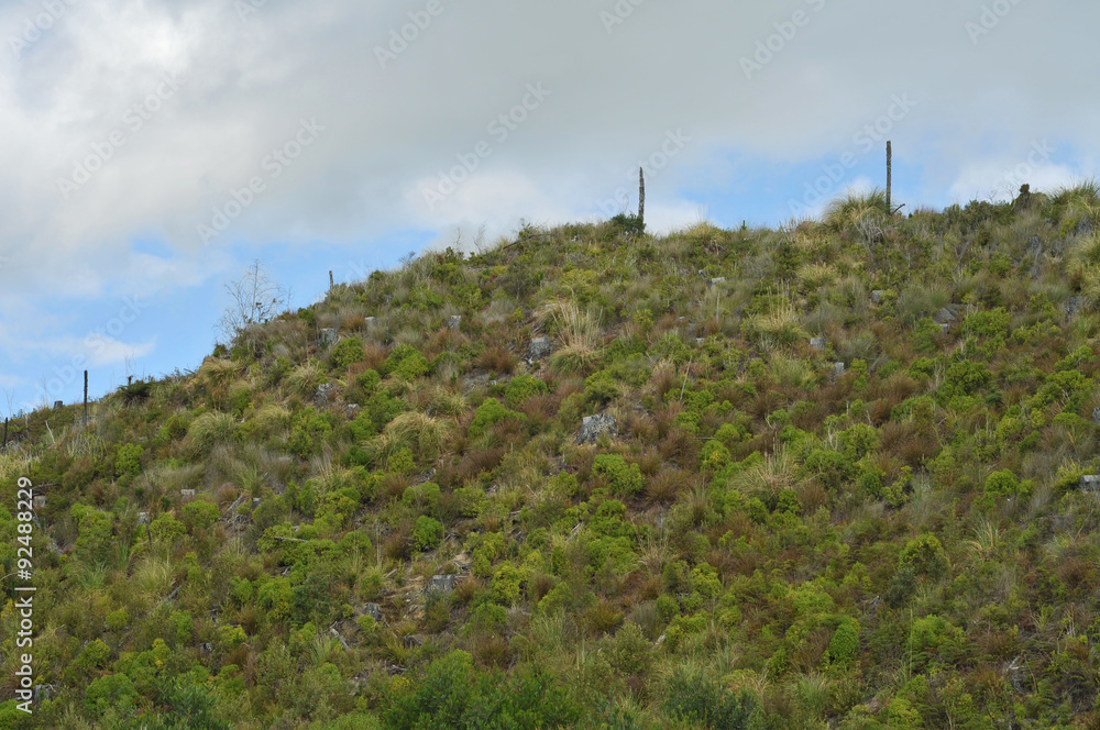 Where a pine forest has been cut down the native bush is coming back. Where a pine forest has been cut down the native bush is coming back.