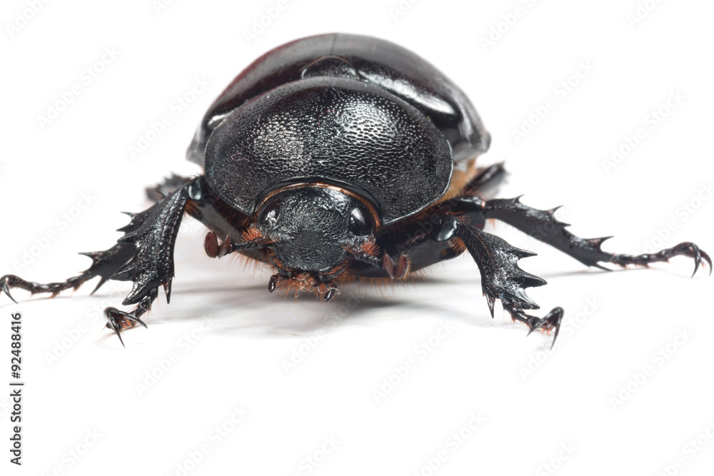 Rhinceros Beetle,Unicorn Beetle isolate on white
Rhinceros Beetle,Unicorn Beetle isolate on white