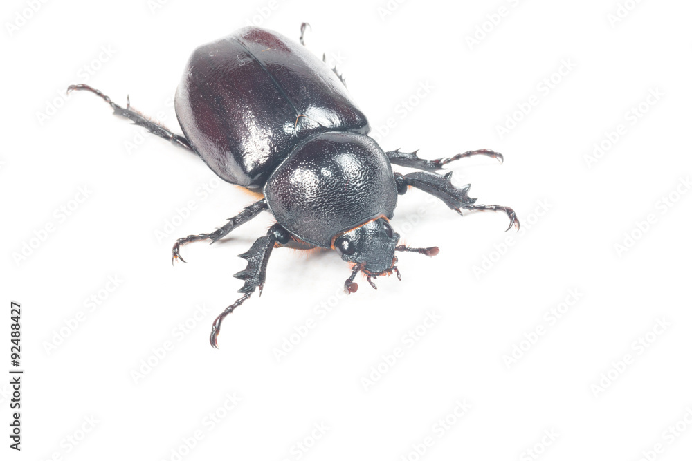 Rhinceros Beetle,Unicorn Beetle isolate on white
Rhinceros Beetle,Unicorn Beetle isolate on white