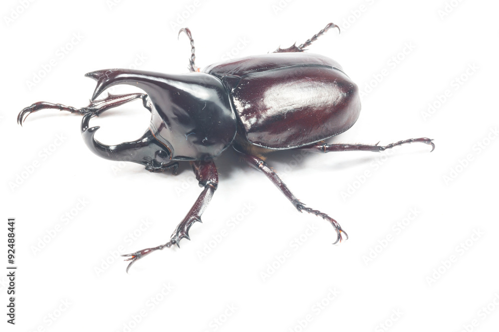 Rhinceros Beetle,Unicorn Beetle isolate on white
Rhinceros Beetle,Unicorn Beetle isolate on white