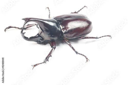 Rhinceros Beetle,Unicorn Beetle isolate on white 