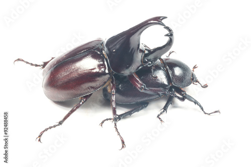 Rhinceros Beetle,Unicorn Beetle isolate on white
 photo