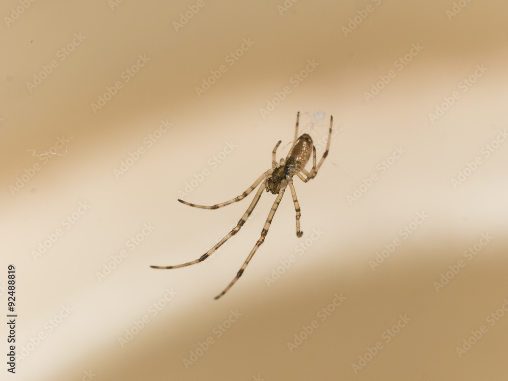 small spider hangs above cupholder small spider hangs above cupholder