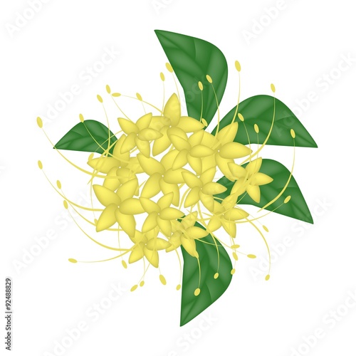 Yellow Bush Willow Flower or Combretum Erythrophyllum Flower