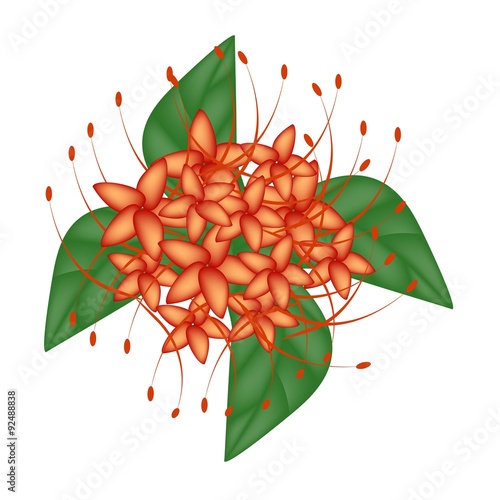 Red Bush Willow Flower or Combretum Erythrophyllum Flower