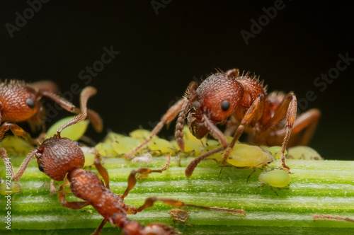 Red Ant herds small green aphids on green plant stem with black © stevenwellingson