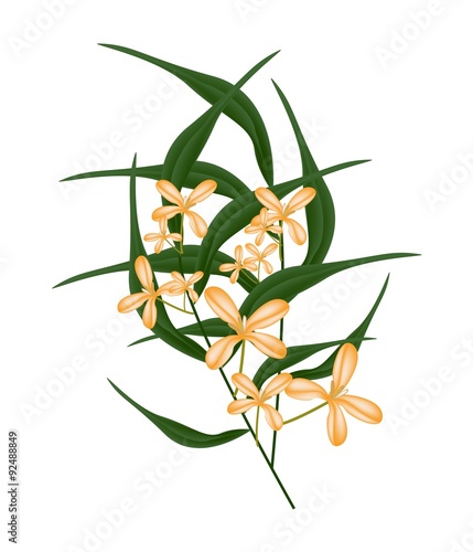 Orange Sweet Osmanthus Flower and Green Leaves