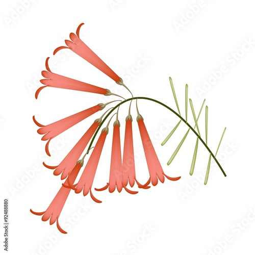 Red Blossoms of Firecracker Flowers or Russelia Flowers