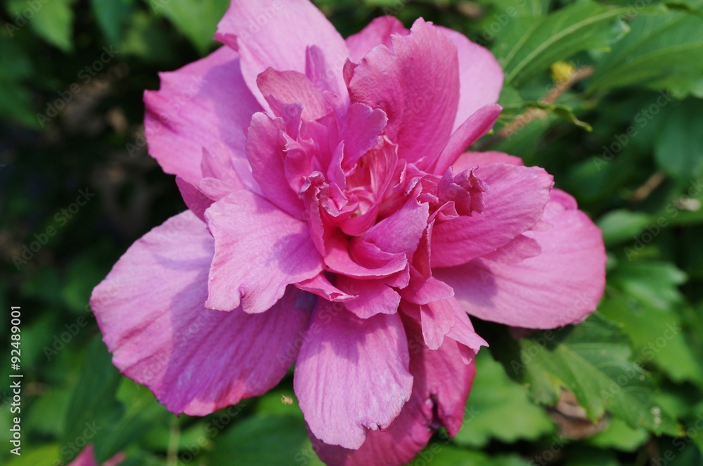 Pink Rose of Sharon hibiscus syriacus double flower in bloom Pink Rose of Sharon hibiscus syriacus double flower in bloom