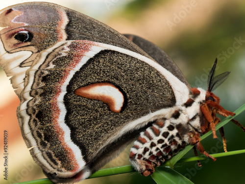 Profile view of orange, white and brown giant silk moth on green