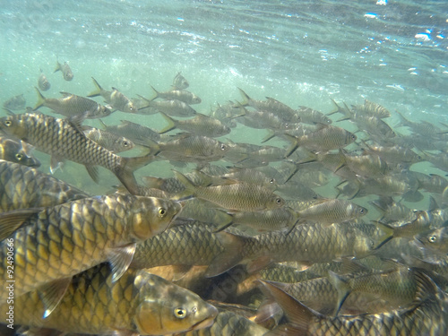 Kelah Or Mahseer In Aquarium, also known as Mahseer (Indian), Kurriah, Kukkhiah, Kajra in Southern India 