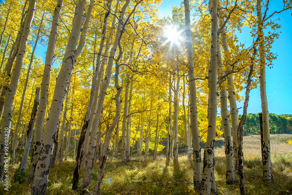 Fototapeta premium Sun Behind Aspens, Kolorado