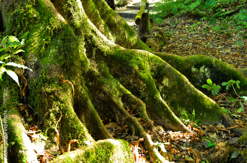 old tree in a green forest