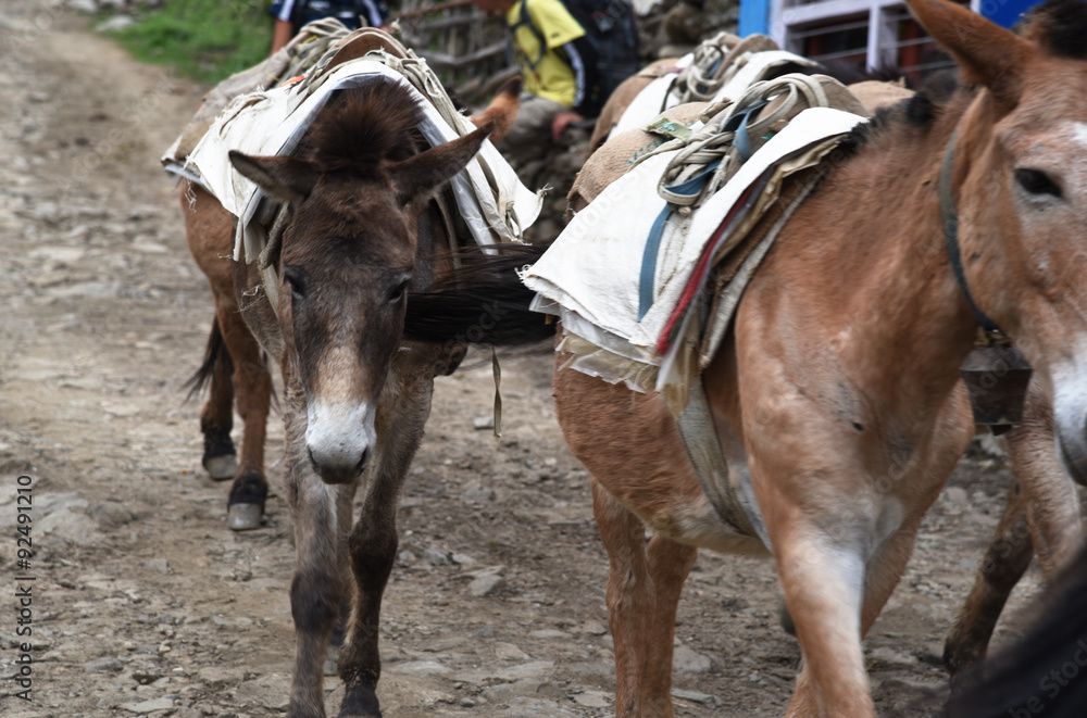 group of carrying horses, in Nepal group of carrying horses, in Nepal