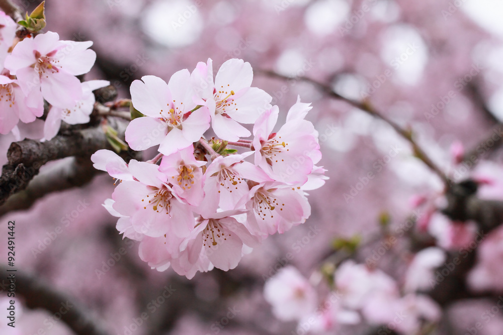 Cherry blossoms
Cherry blossoms