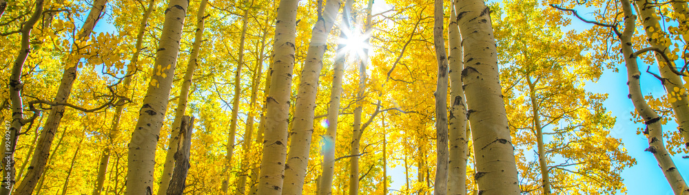 © jmowens1 - Sunburst in Aspen Grove © jmowens1 - Sunburst in Aspen Grove