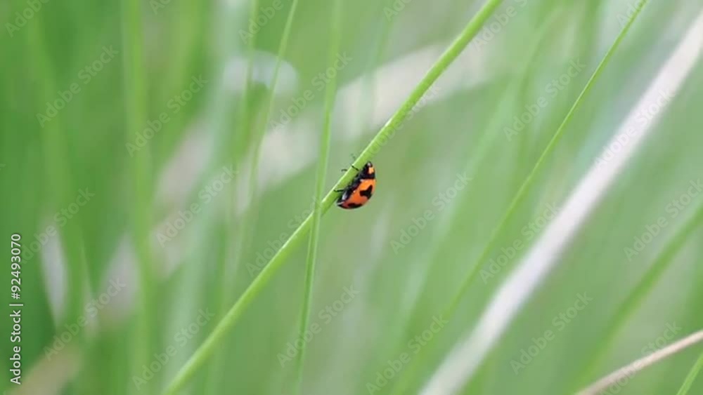 Ladybug on Green Grass Ladybug on Green Grass