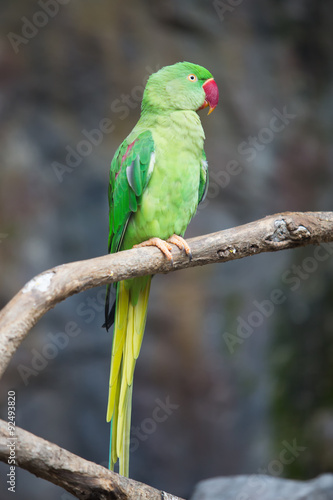 Green parrot (Ringnecked Parakeet)