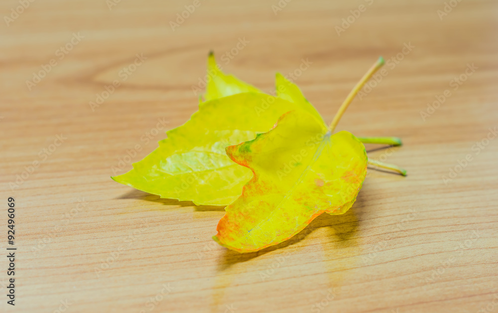 Naklejka premium yellow leaf
