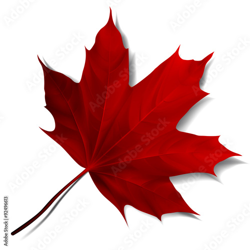Realistic red maple leaf 