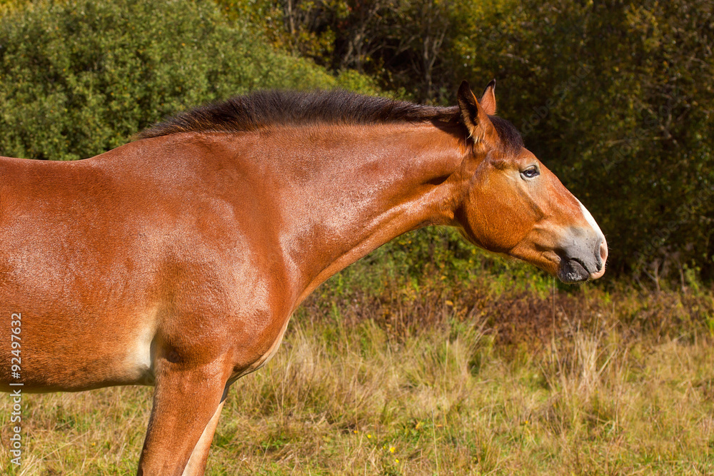 Fototapeta premium Golden stallion