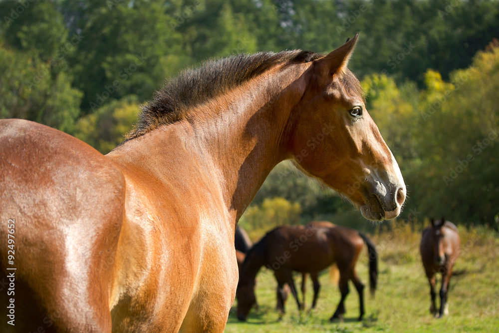 Golden horse