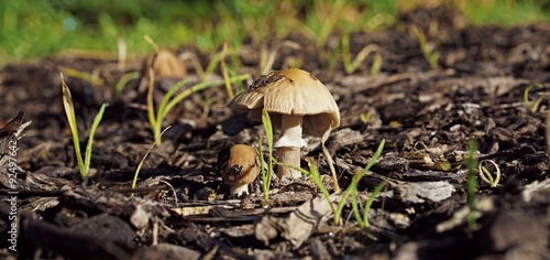 Small Capped Mushroom Growing In Wood Chips