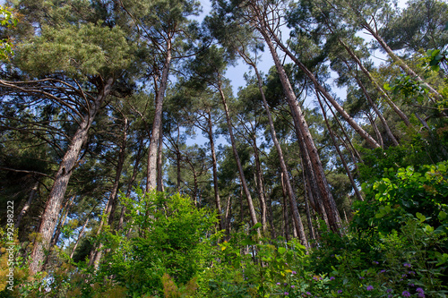 Pine forest at daylight tree summer bush landscape