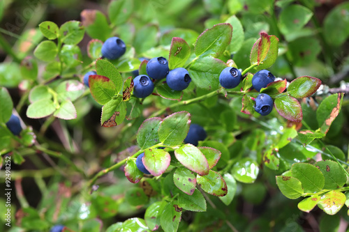 Wild blueberries on the bush in forest. Vaccinium myrtillus