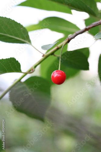 Berry cherry on a branch