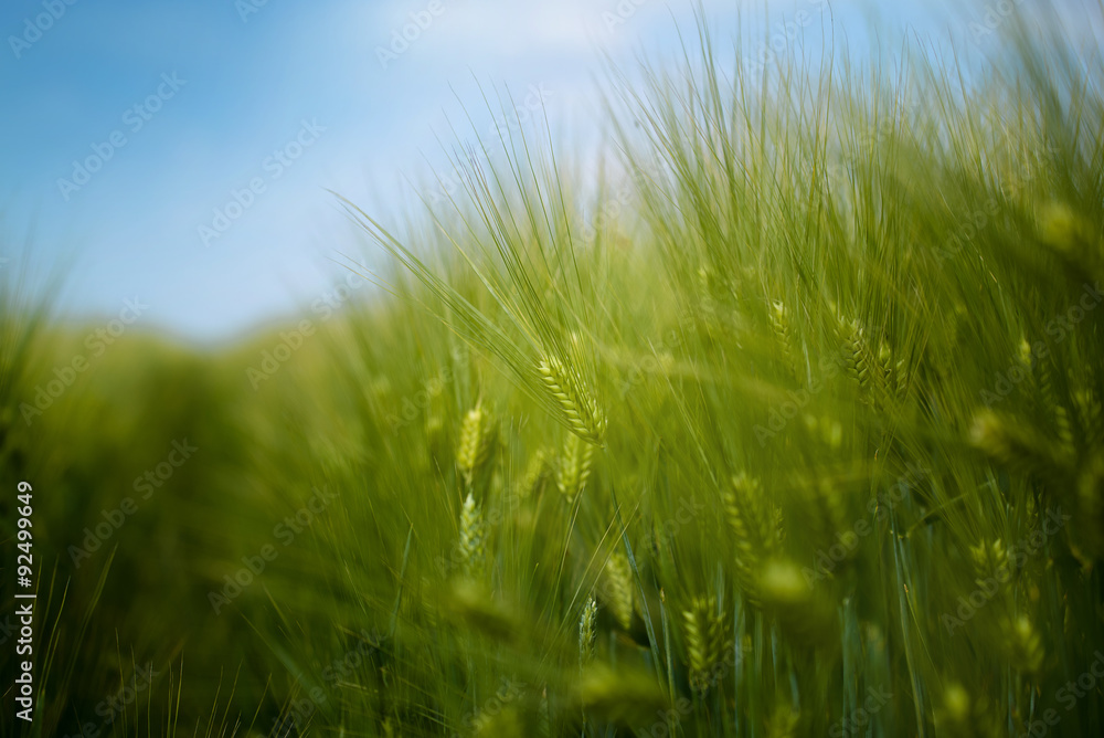 Young green barley crop field