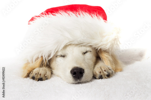 Christmas labrador puppy sleeping