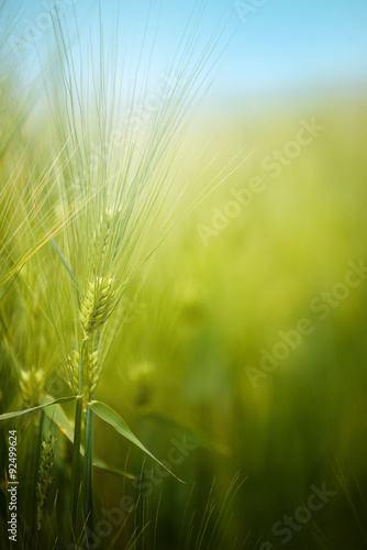 Fototapeta Young green barley crop field