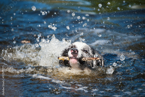 Hund holt Stöckchen aus dem Wasser