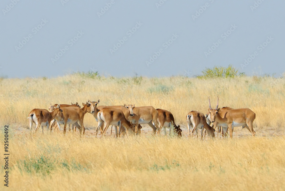 Wild Saiga antelope herd in Kalmykia steppe Wild Saiga antelope herd in Kalmykia steppe