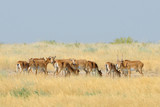 Wild Saiga antelope herd in Kalmykia steppe
